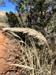 Muhlenbergia emersleyi