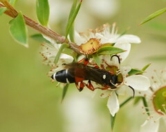 Ichneumon promissorius
