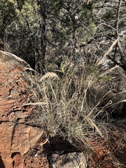 Muhlenbergia emersleyi