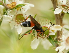 Ichneumon promissorius