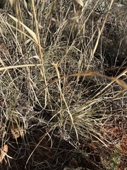 Muhlenbergia emersleyi