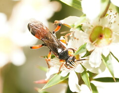 Ichneumon promissorius