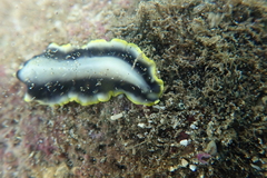 Pseudoceros paralaticlavus