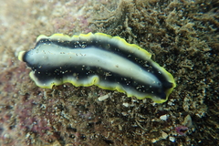 Pseudoceros paralaticlavus