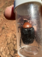 Tapinoschema digglesii