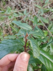Frangula californica californica
