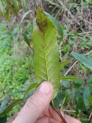 Frangula californica californica