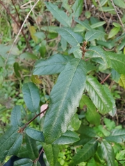 Frangula californica californica