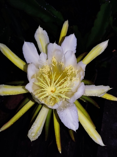 Selenicereus undatus