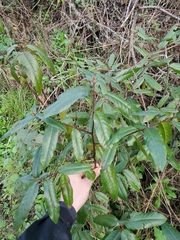 Frangula californica californica