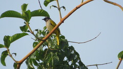 Brachypodius melanocephalos