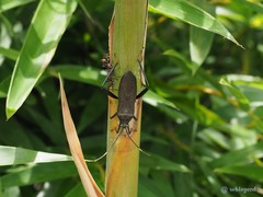 Notobitus meleagris