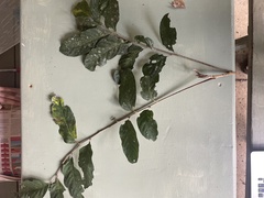 Cnesmocarpon dasyantha