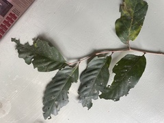 Cnesmocarpon dasyantha