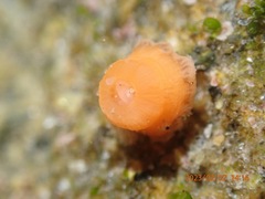 Epiactis prolifera