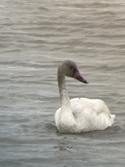 Cygnus columbianus