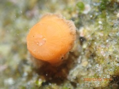 Epiactis prolifera
