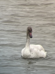 Cygnus columbianus