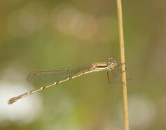 Austrolestes analis