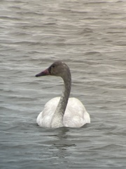 Cygnus columbianus