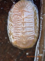 Chitonoidea