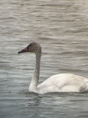 Cygnus columbianus