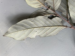 Cnesmocarpon dasyantha