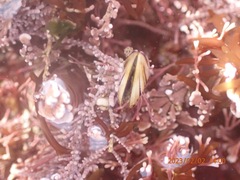 Brachidontes adamsianus