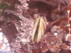 Brachidontes adamsianus