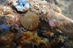 Isognomon perna