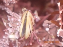 Brachidontes adamsianus