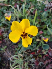 Viola pedunculata