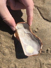 Arca pacifica