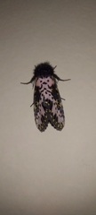 Xanthopastis timais