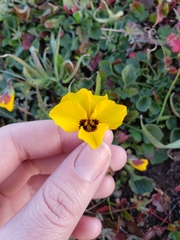 Viola pedunculata