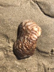 Arca pacifica