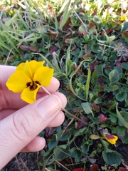 Viola pedunculata