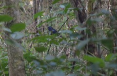 Cyanocompsa parellina