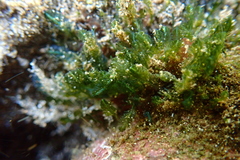Bryopsis