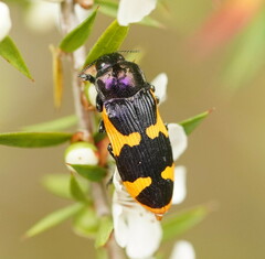 Castiarina bremei