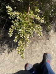 Baccharis pilularis