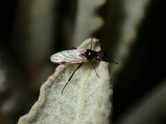Bibiodes halteralis