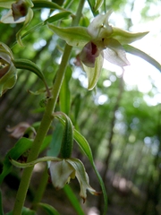 Epipactis purpurata