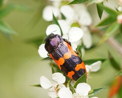 Castiarina bremei