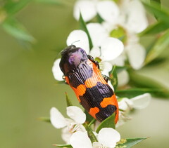 Castiarina bremei