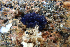 Pseudobiceros stellae