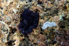 Pseudobiceros stellae