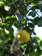 Citrus paridisi