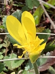 Ranunculus canus