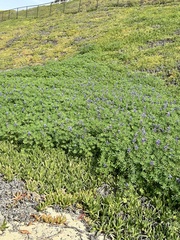 Lupinus succulentus